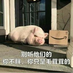 娱乐吃瓜酱猪猪视频下载